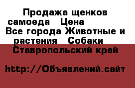 Продажа щенков самоеда › Цена ­ 40 000 - Все города Животные и растения » Собаки   . Ставропольский край